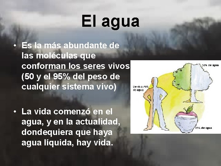 El agua • Es la más abundante de las moléculas que conforman los seres