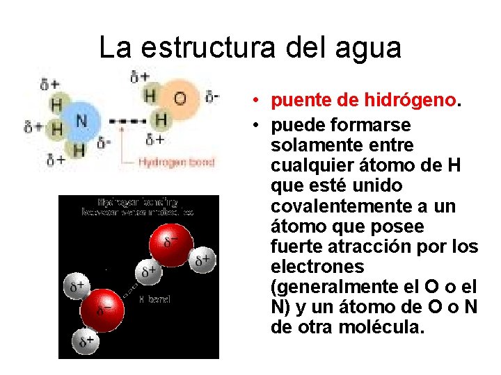 La estructura del agua • puente de hidrógeno. • puede formarse solamente entre cualquier