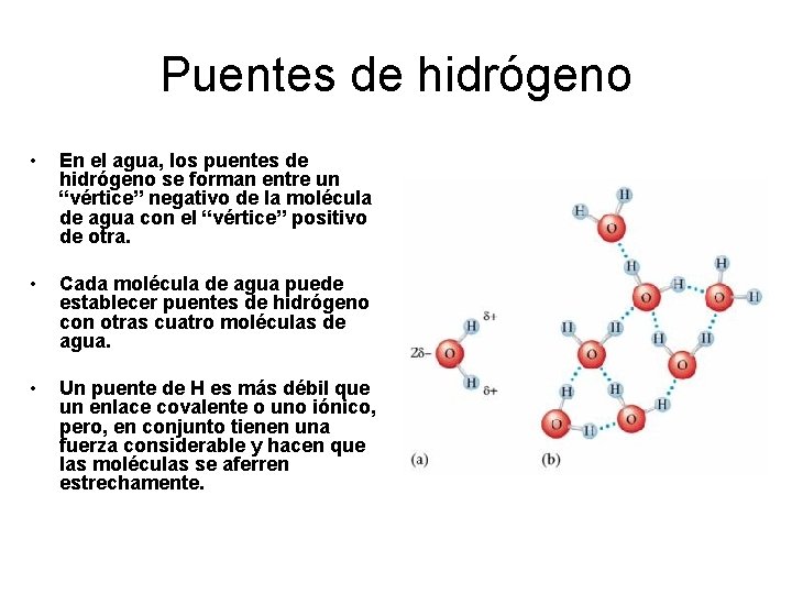 Puentes de hidrógeno • En el agua, los puentes de hidrógeno se forman entre