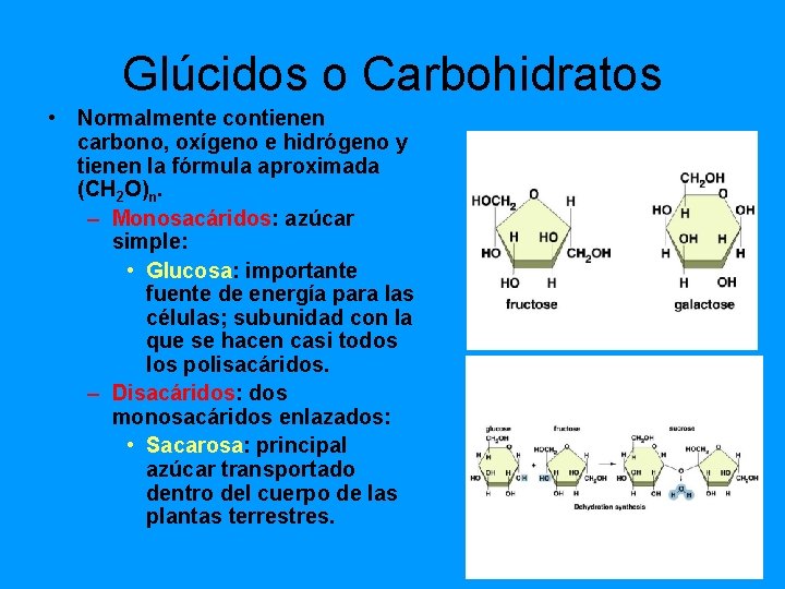 Glúcidos o Carbohidratos • Normalmente contienen carbono, oxígeno e hidrógeno y tienen la fórmula