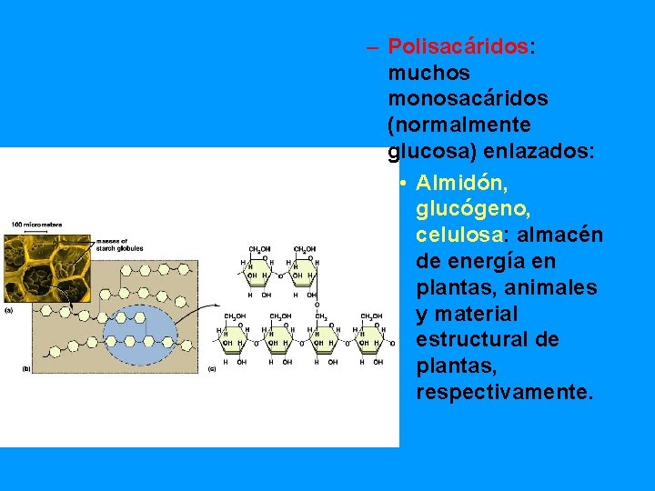 – Polisacáridos: muchos monosacáridos (normalmente glucosa) enlazados: • Almidón, glucógeno, celulosa: almacén de energía