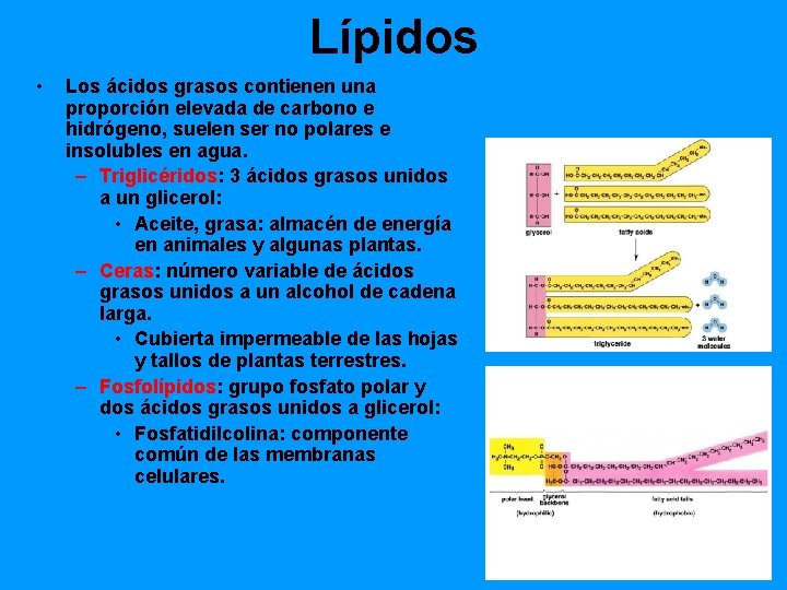 Lípidos • Los ácidos grasos contienen una proporción elevada de carbono e hidrógeno, suelen