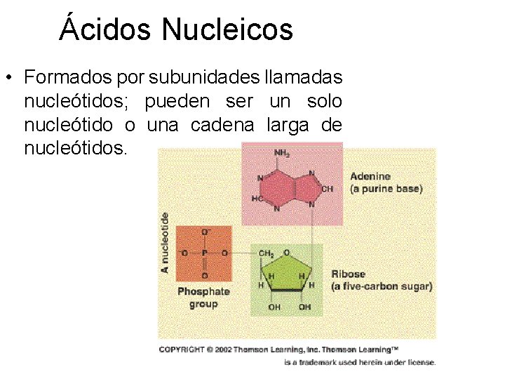 Ácidos Nucleicos • Formados por subunidades llamadas nucleótidos; pueden ser un solo nucleótido o