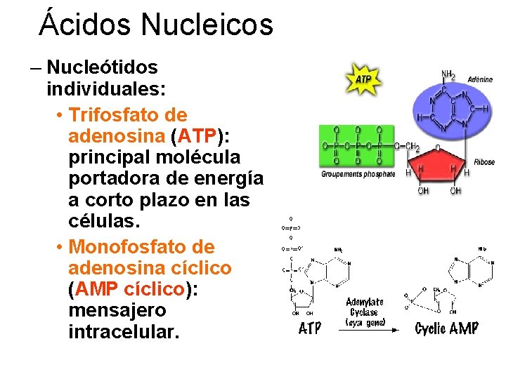 Ácidos Nucleicos – Nucleótidos individuales: • Trifosfato de adenosina (ATP): principal molécula portadora de