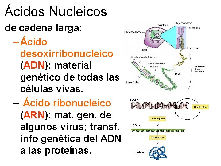 Ácidos Nucleicos de cadena larga: – Ácido desoxirribonucleico (ADN): material genético de todas las