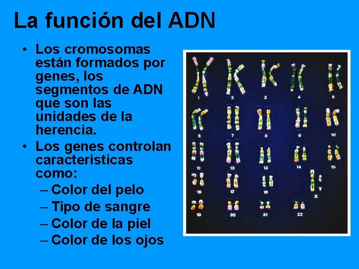 La función del ADN • Los cromosomas están formados por genes, los segmentos de