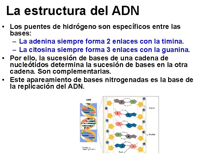 La estructura del ADN • Los puentes de hidrógeno son específicos entre las bases: