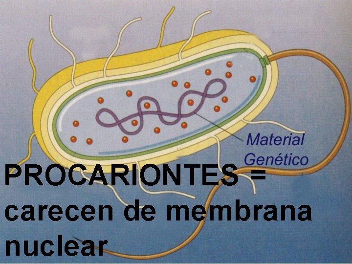 PROCARIONTES = carecen de membrana nuclear 