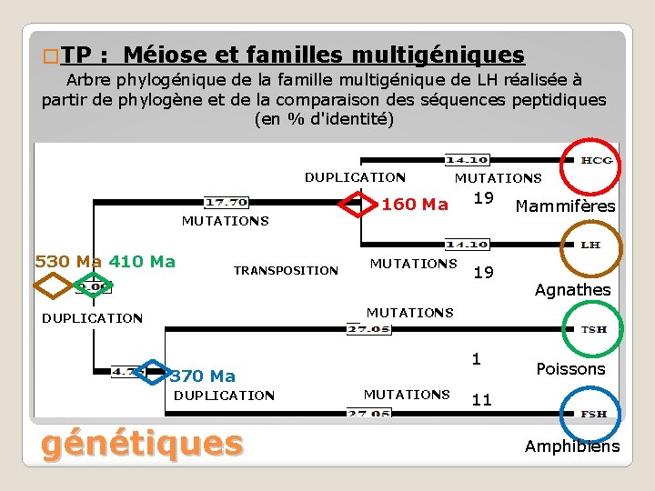 � TP : Méiose et familles multigéniques Arbre phylogénique de la famille multigénique de