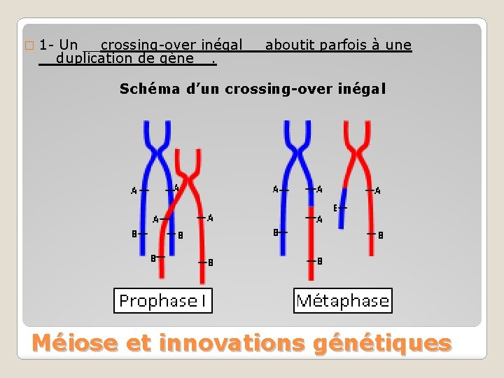 � 1 - Un __crossing-over inégal__ aboutit parfois à une __duplication de gène__. Schéma