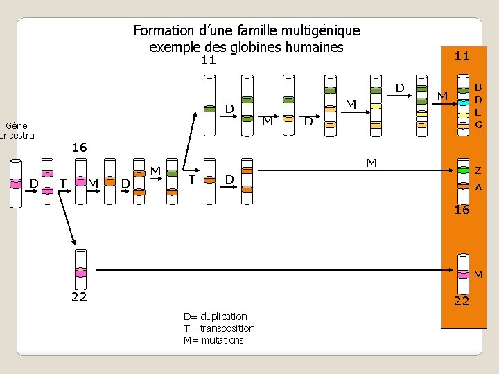 Formation d’une famille multigénique exemple des globines humaines 11 11 D D Gène ancestral Formation d’une famille multigénique exemple des globines humaines 11 11 D D Gène ancestral