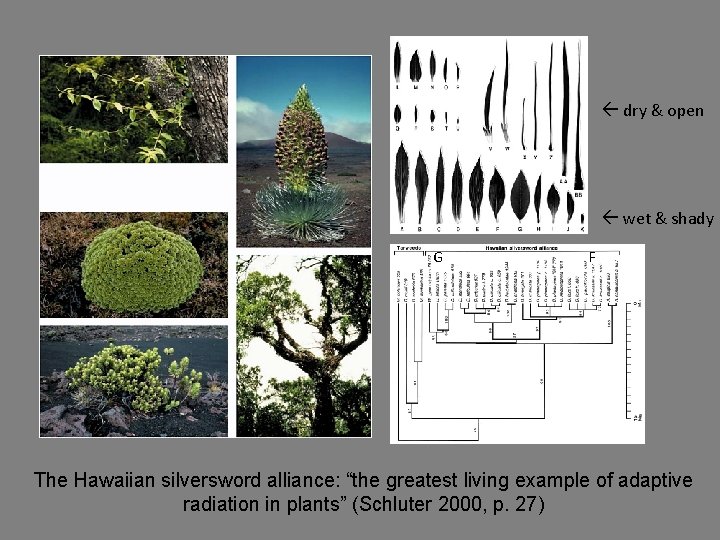  dry & open wet & shady G F The Hawaiian silversword alliance: “the