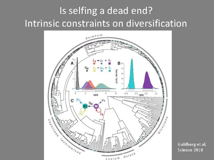 Is selfing a dead end? Intrinsic constraints on diversification Goldberg et al. Science 2010