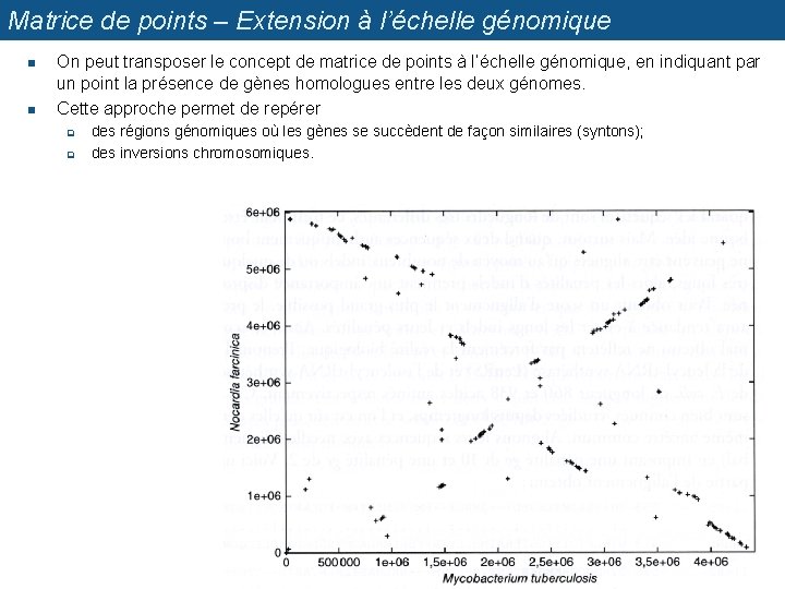 Matrice de points – Extension à l’échelle génomique n n On peut transposer le