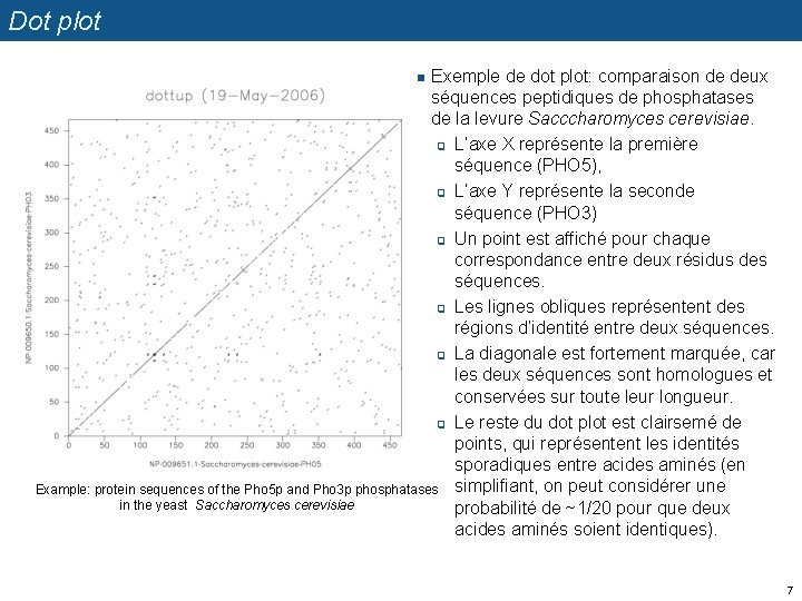 Dot plot Exemple de dot plot: comparaison de deux séquences peptidiques de phosphatases de