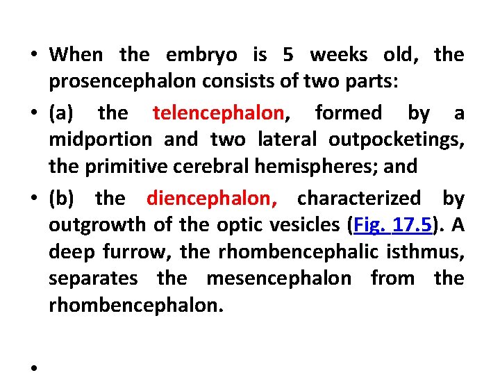  • When the embryo is 5 weeks old, the prosencephalon consists of two