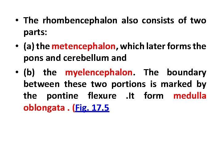  • The rhombencephalon also consists of two parts: • (a) the metencephalon, which