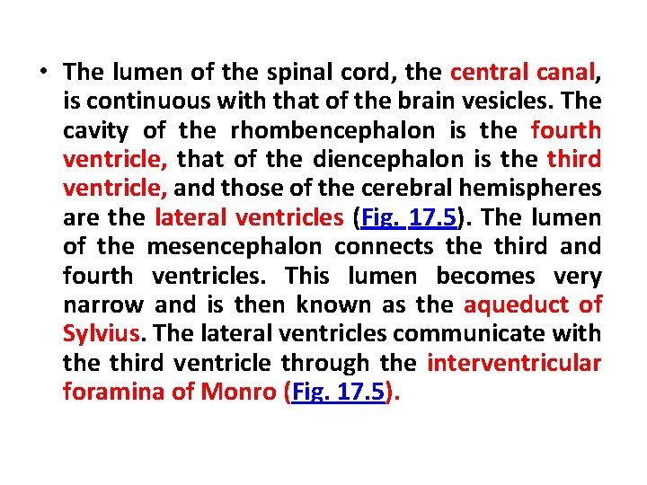  • The lumen of the spinal cord, the central canal, is continuous with