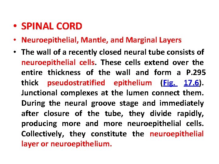  • SPINAL CORD • Neuroepithelial, Mantle, and Marginal Layers • The wall of