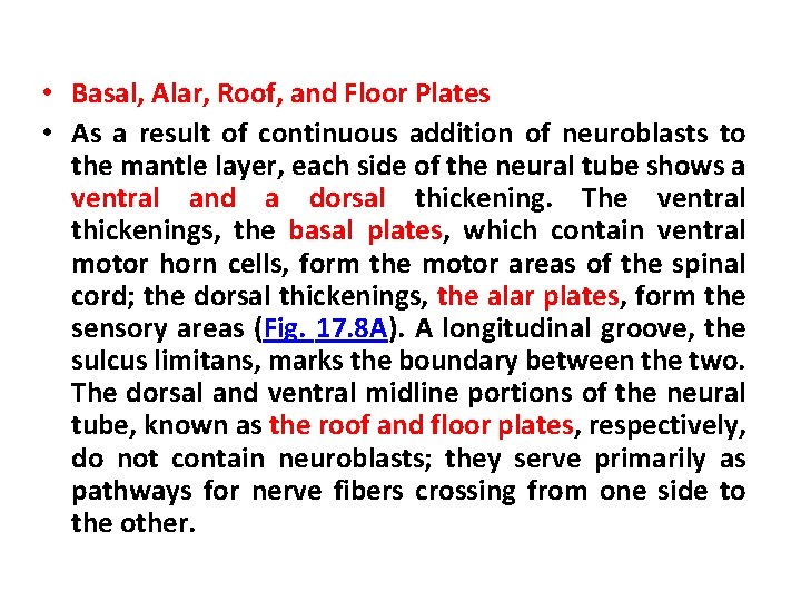  • Basal, Alar, Roof, and Floor Plates • As a result of continuous