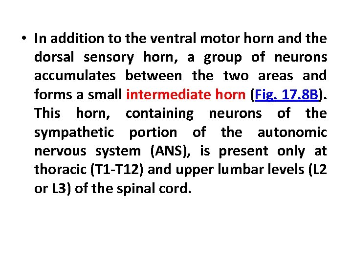  • In addition to the ventral motor horn and the dorsal sensory horn,