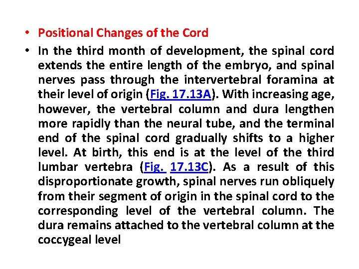  • Positional Changes of the Cord • In the third month of development,