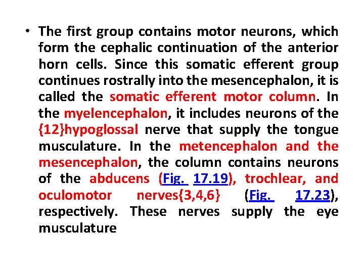  • The first group contains motor neurons, which form the cephalic continuation of