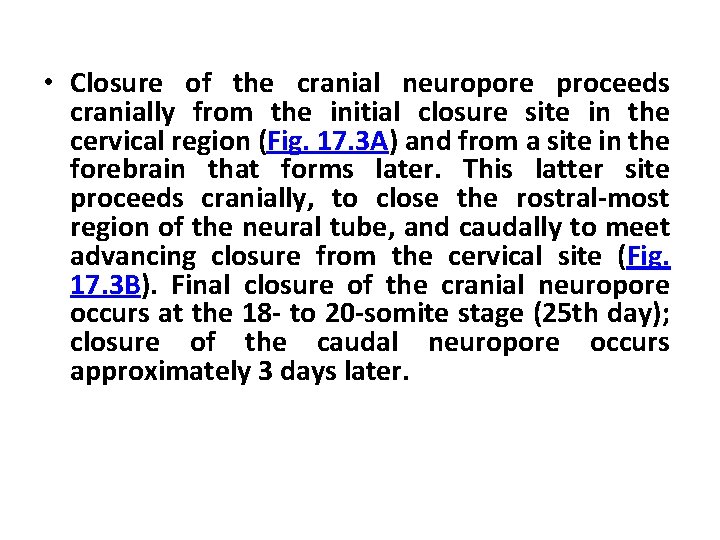  • Closure of the cranial neuropore proceeds cranially from the initial closure site