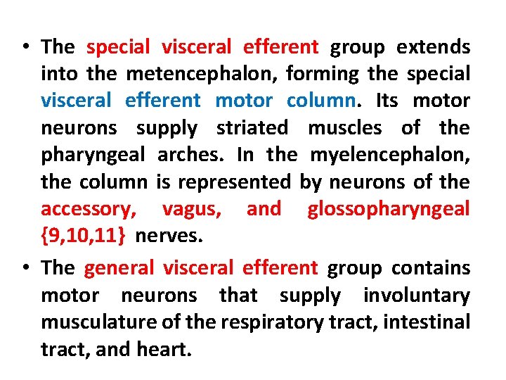  • The special visceral efferent group extends into the metencephalon, forming the special