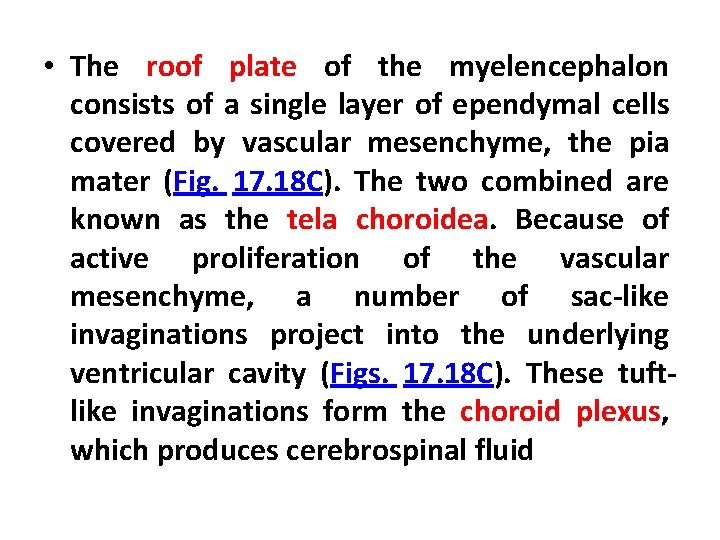  • The roof plate of the myelencephalon consists of a single layer of