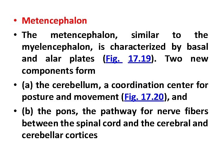  • Metencephalon • The metencephalon, similar to the myelencephalon, is characterized by basal