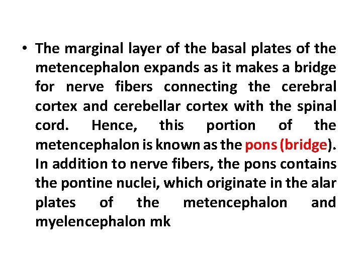  • The marginal layer of the basal plates of the metencephalon expands as