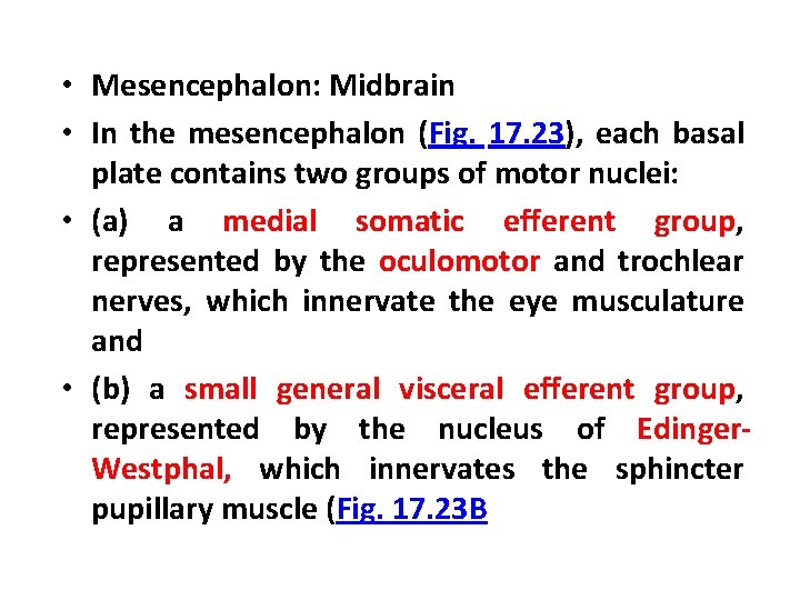  • Mesencephalon: Midbrain • In the mesencephalon (Fig. 17. 23), each basal plate