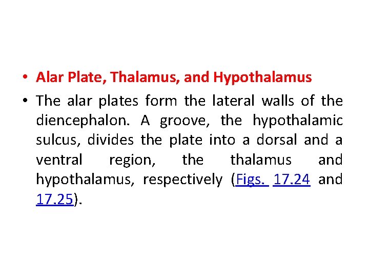  • Alar Plate, Thalamus, and Hypothalamus • The alar plates form the lateral