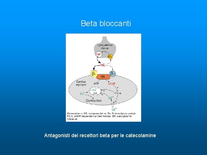 Beta bloccanti Antagonisti dei recettori beta per le catecolamine 