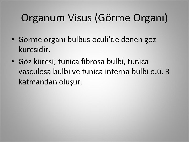 Organum Visus (Görme Organı) • Görme organı bulbus oculi’de denen göz küresidir. • Göz
