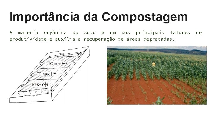 Importância da Compostagem A matéria orgânica do solo é um dos principais fatores produtividade