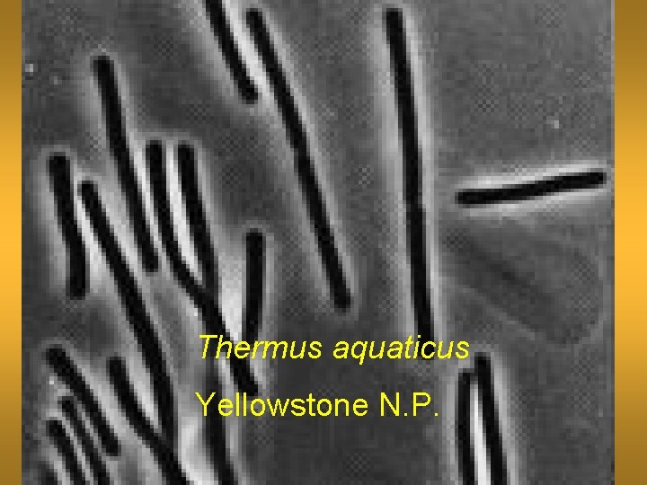 Thermus aquaticus Yellowstone N. P. 