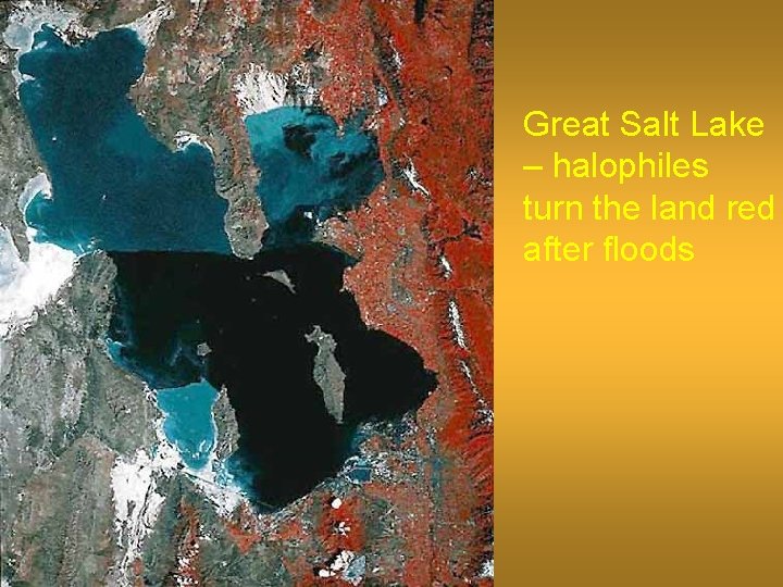 Great Salt Lake – halophiles turn the land red after floods 