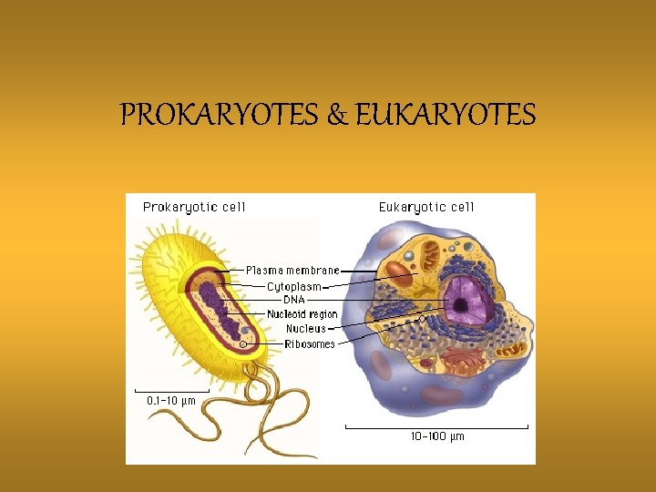 PROKARYOTES & EUKARYOTES 