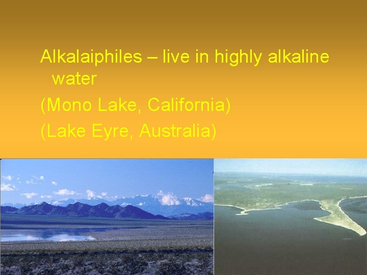 Alkalaiphiles – live in highly alkaline water (Mono Lake, California) (Lake Eyre, Australia) 