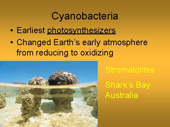 Cyanobacteria • Earliest photosynthesizers • Changed Earth’s early atmosphere from reducing to oxidizing Stromatolites