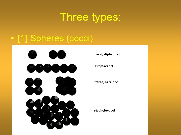 Three types: • [1] Spheres (cocci) 