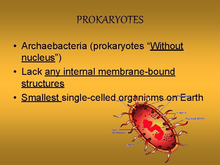 PROKARYOTES • Archaebacteria (prokaryotes “Without nucleus”) • Lack any internal membrane-bound structures • Smallest