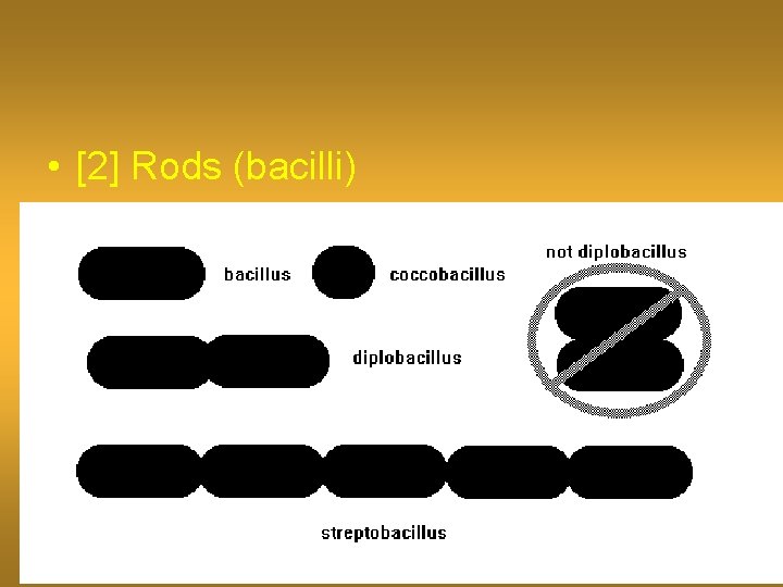  • [2] Rods (bacilli) 