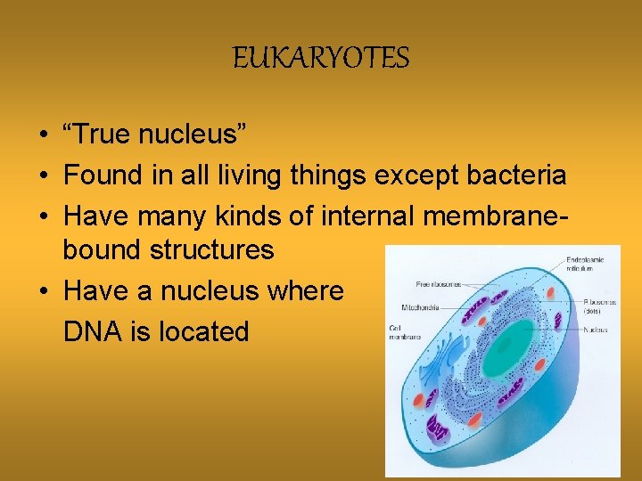 EUKARYOTES • “True nucleus” • Found in all living things except bacteria • Have