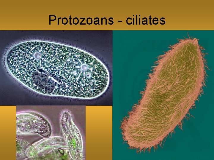 Protozoans - ciliates 