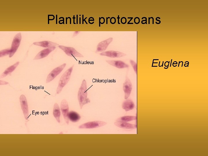 Plantlike protozoans Euglena 
