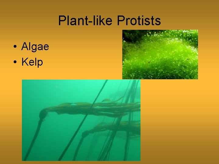 Plant-like Protists • Algae • Kelp 