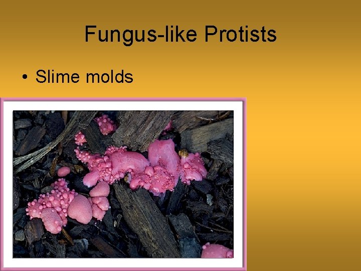Fungus-like Protists • Slime molds 